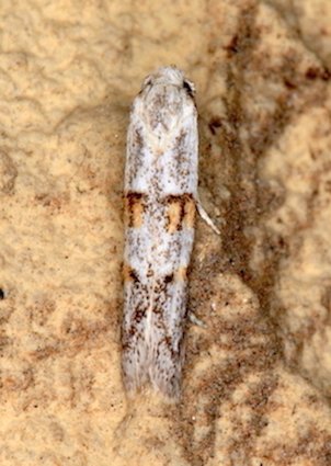 Aiuto id. Micro - Symmocoides oxybiellus